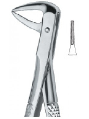 Incisors and Roots ,Slender Jaw74XN