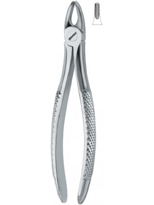 Incisors and bicuspids 37