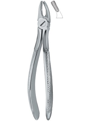 Molars 39
