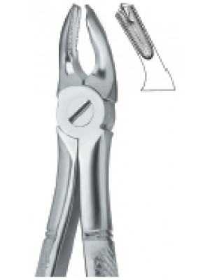 Molars 39A