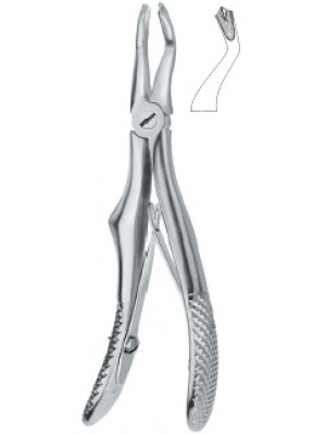 Molars 3