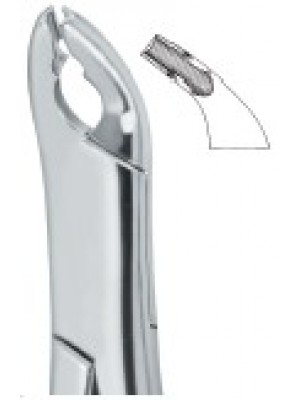 Bicuspids and Incisors , Roots 151AS